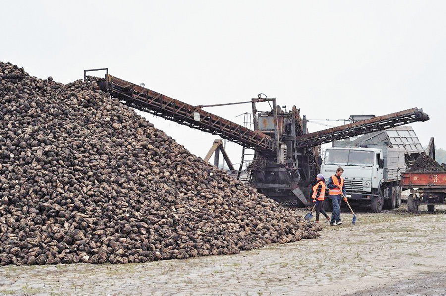 Пропозиція українського цукру становитиме 2,04 мільйона тонн за потреби внутрішнього ринку на рівні 1,65 мільйона тонн. Фото надане автором